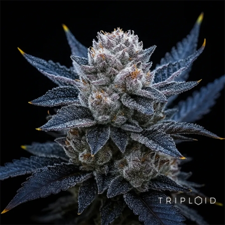 Gelato alla Guava Triploide