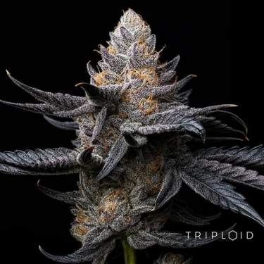 White Diamond Triploide | Seme femminizzato GB