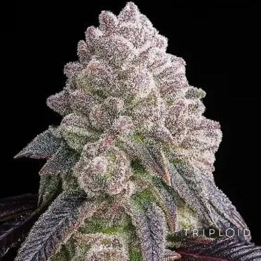 Tropical Sherbberry | Seme femminizzate triploidi premium