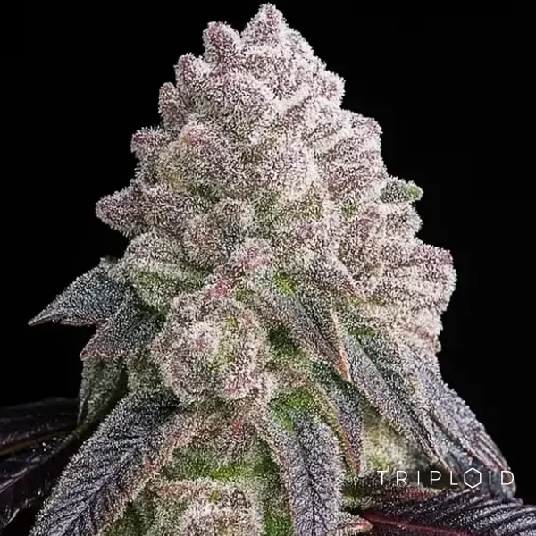 Visualizzazione Tropical Sherbberry | Seme femminizzate triploidi premium