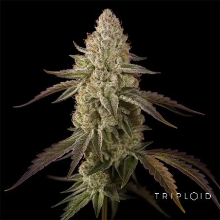 Banana Velvet OG Triploide | Seme femminizzate GB