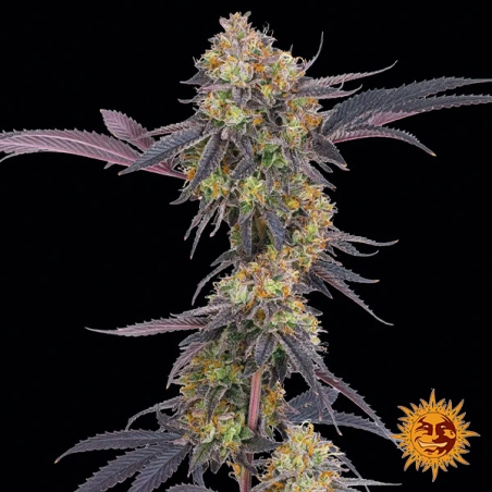 Tropicana Cherry – Ibrido a predominanza Sativa | GB The Green Brand