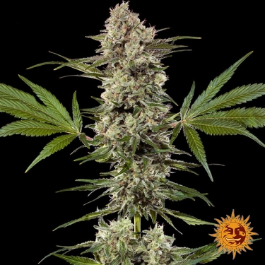 Banana Runtz F1 Hybrid: pianta intera