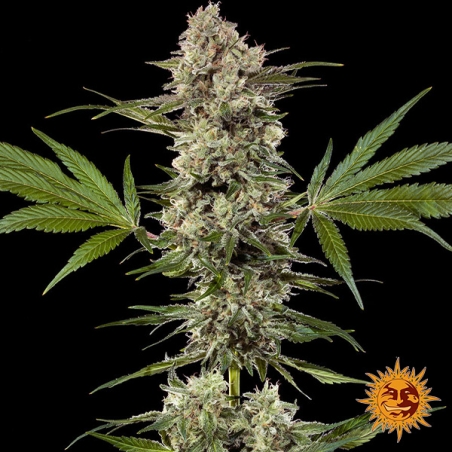 Banana Runtz F1 Hybrid: pianta intera