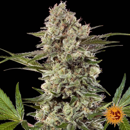 Banana Runtz F1 Hybrid: fiore centrale