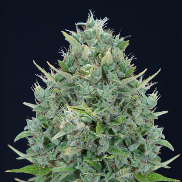 Visualizzazione Txomango Auto