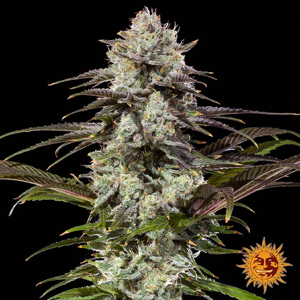 Fiore centrale di London Pound Cake F1 Hybrid