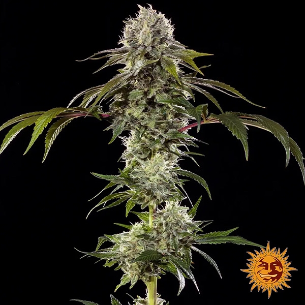 Durban Poison F1 Hybrid piante