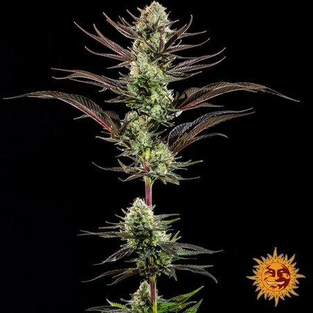 Pianta intera Thin Mint Frosting F1 Hybrid