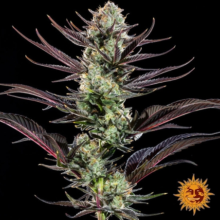 Fiore centrale Thin Mint Frosting F1 Hybrid