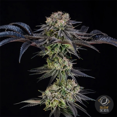 Julian Marley Special by Julian Marley pianta intera