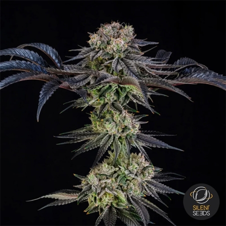 Julian Marley Special by Julian Marley pianta intera