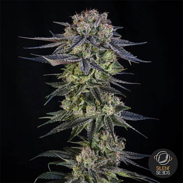 Julian Marley Special by Julian Marley infiorescenza centrale