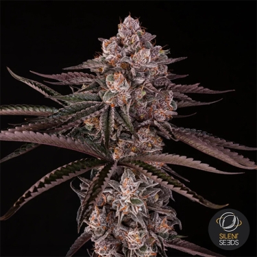 Jamaican Sunset di Julian Marley | GB