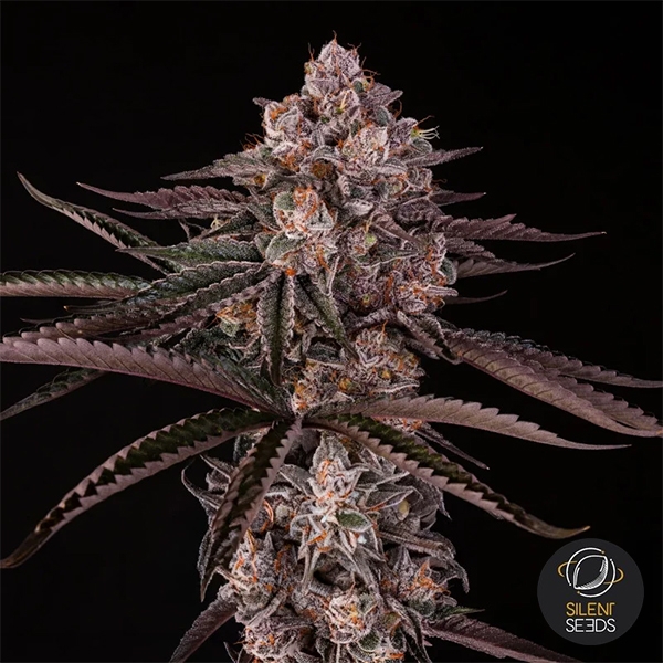 Jamaican Sunset di Julian Marley | GB