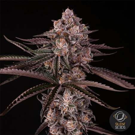 Jamaican Sunset di Julian Marley | GB