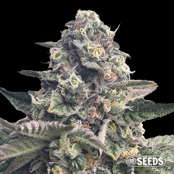 Visualizzazione Banana Kush Regular