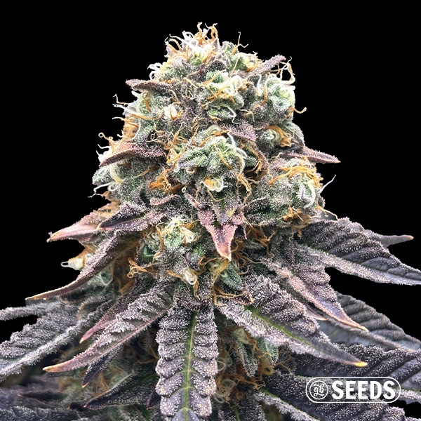 Visualizzazione Mimosa Regular