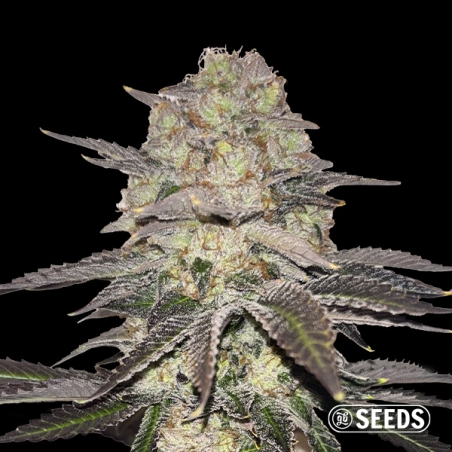 Gelato Regular