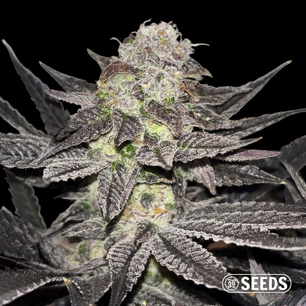 Visualizzazione Miracle Alien Cookies Regular