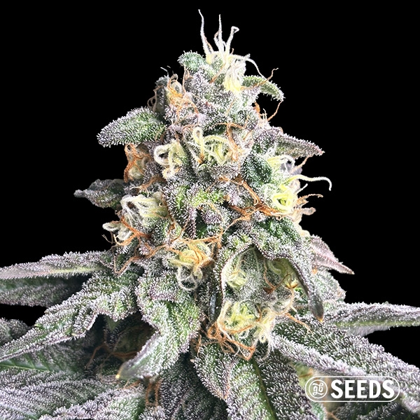 Visualizzazione Zkittlez Regular