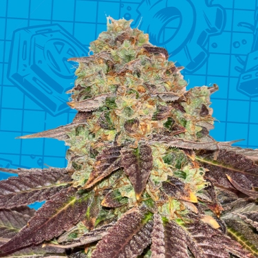 Biscotti K-Mintz Ripper Seeds x GB | Edizione limitata