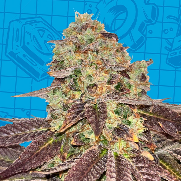 Biscotti K-Mintz Ripper Seeds x GB | Edizione limitata