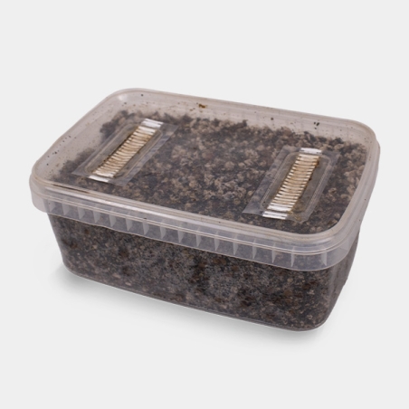 Substrato Da Coltivazione Per Funghi - GB The Green Brand