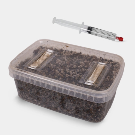 Kit Studi Microscopici di Spore di Funghi (con Contenitore)