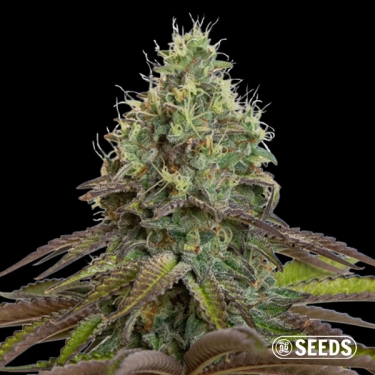 Purple Haze femminizzata sfusa