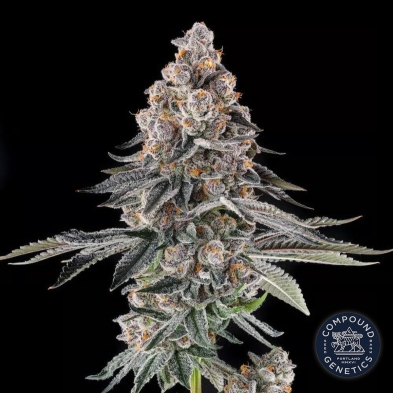 Mailbox Money di Compound Genetics