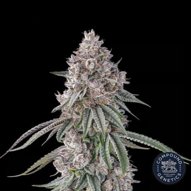 Lemon Chain Compound Genetics | Semi Femminizzati