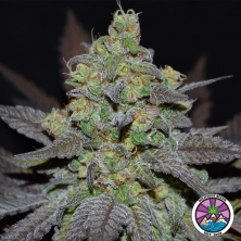 Visualizzazione Golosa XL Auto di Delicious Seeds