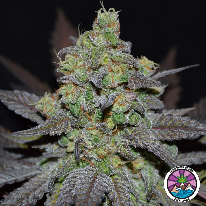 Golosa XL Auto di Delicious Seeds