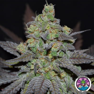 Golosa XL Auto di Delicious Seeds