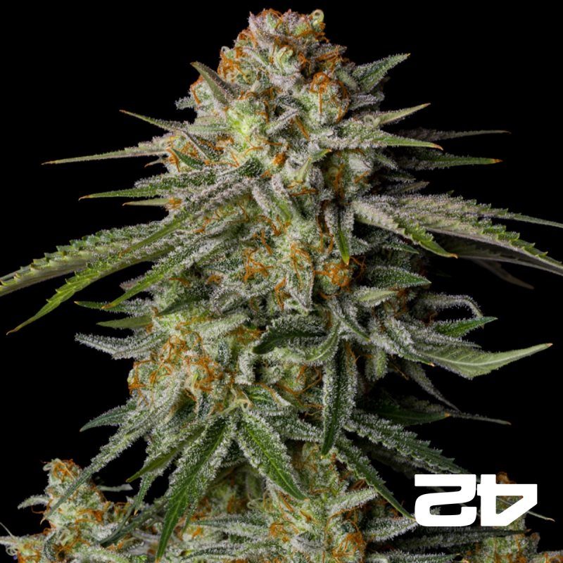 GG4 Sherbet Fast Fast Buds - GB The Green Brand