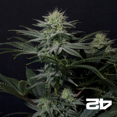 GG4 Sherbet Fast Fast Buds - GB The Green Brand