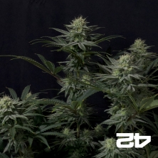 GG4 Sherbet Fast Fast Buds - GB The Green Brand