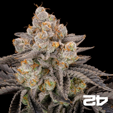 Gorilla Cookies Fast Fast Buds - GB The Green Brand