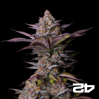 Tropicana Cookies Fast- GB The Green Brand