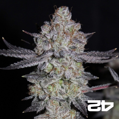 Tropicana Cookies Fast- GB The Green Brand