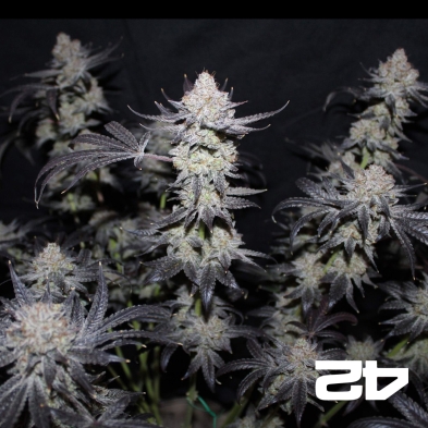 Tropicana Cookies Fast- GB The Green Brand