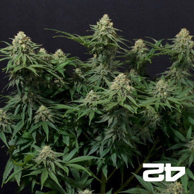 Wedding Cheesecake Fast Fast Buds - GB The Green Brand