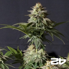 Orange Sherbet Fast Buds - GB The Green Brand
