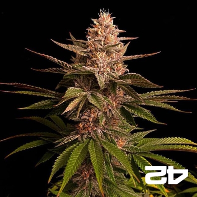 Purple Lemonade Fast Fast Buds - GB The Green Brand