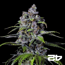 Visualizzazione Purple Lemonade Fast Fast Buds - GB The Green Brand