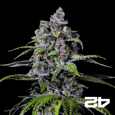 Purple Lemonade Fast Fast Buds - GB The Green Brand