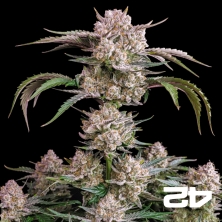 Strawberry Gorilla Auto – Potente autofiorente | GB The Green Brand