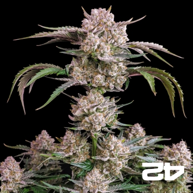 Strawberry Gorilla Auto – Potente autofiorente | GB The Green Brand