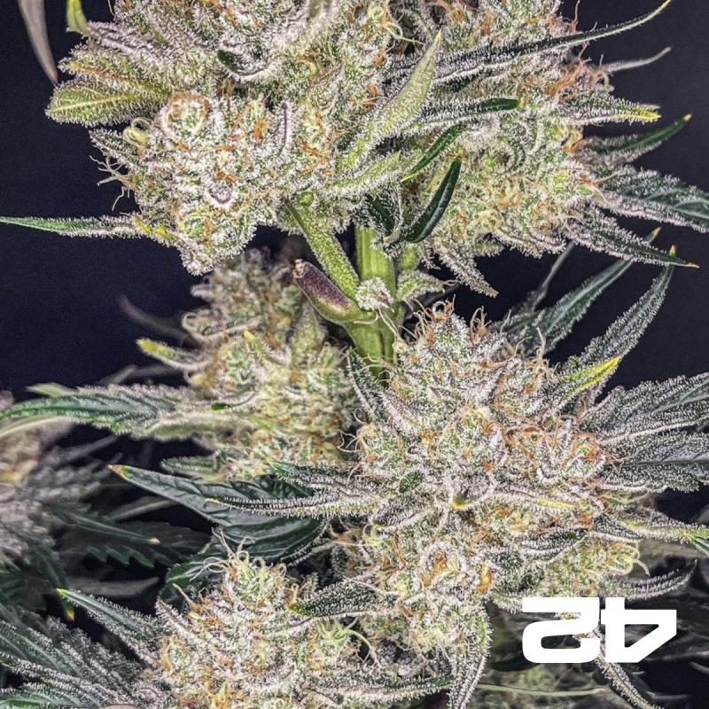Strawberry Gorilla Auto – Potente autofiorente | GB The Green Brand